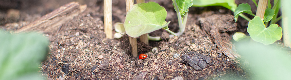 Urban Farm Lab Oslo Ladybug Plants