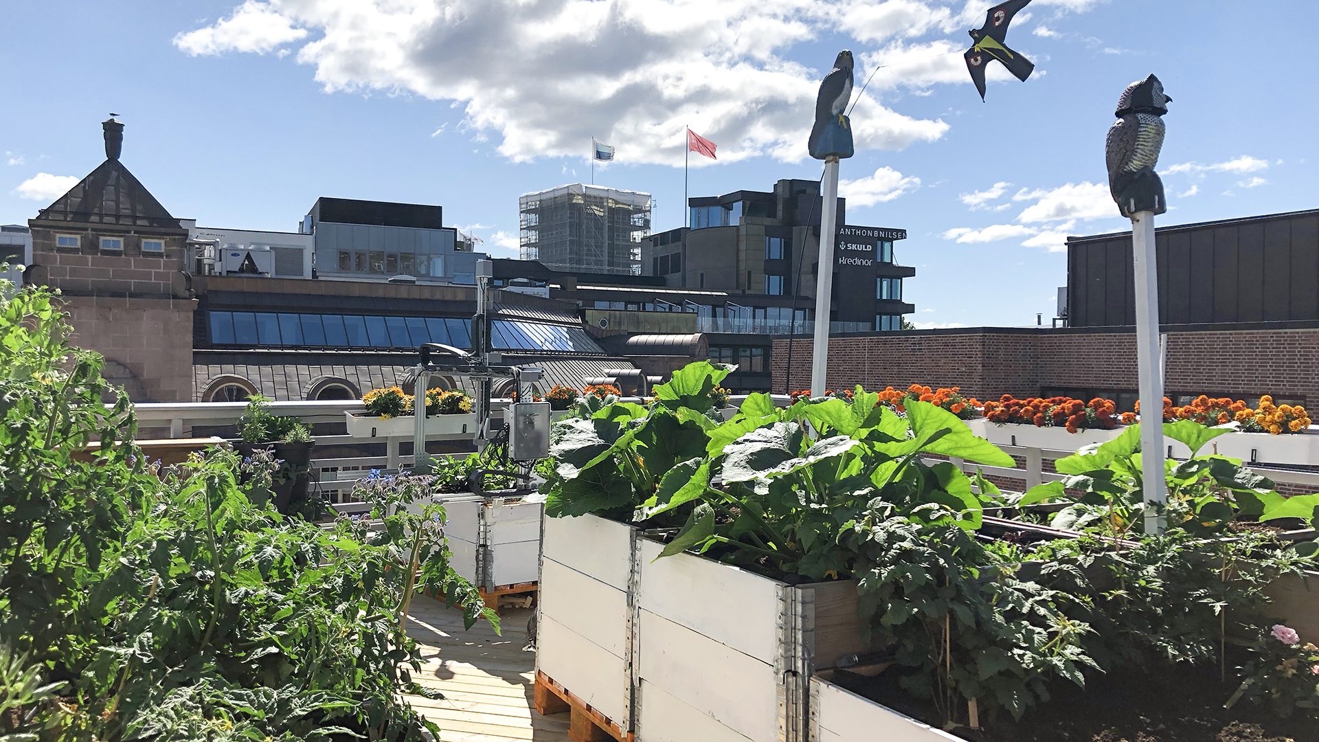 rooftop of cgi’s oslo office - urban farming