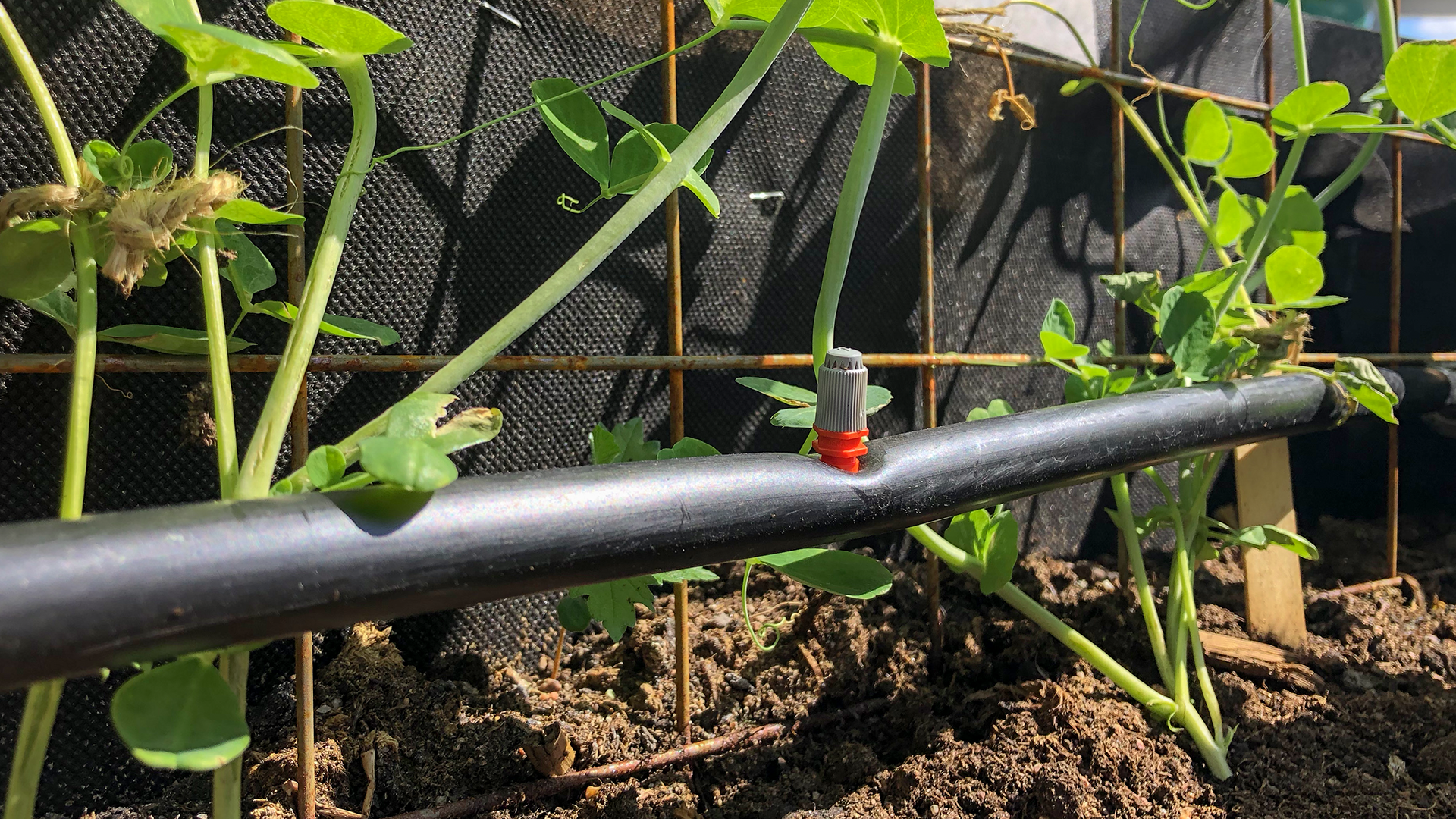 high-tech, thriving garden - cgi’s oslo office - urban farming