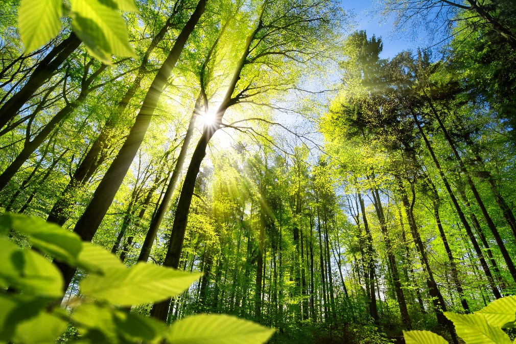 climate change trees medium overhead view of trees outlining shape of Earth's continents