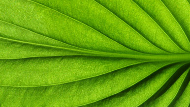 Close-up green leaf - Net-zero carbon emissions