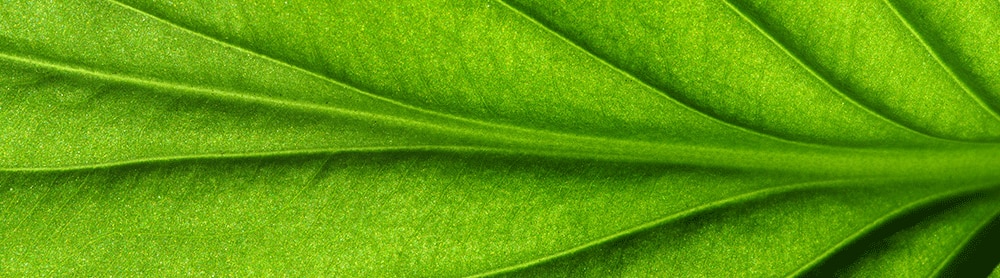 Green leaf Green leaf