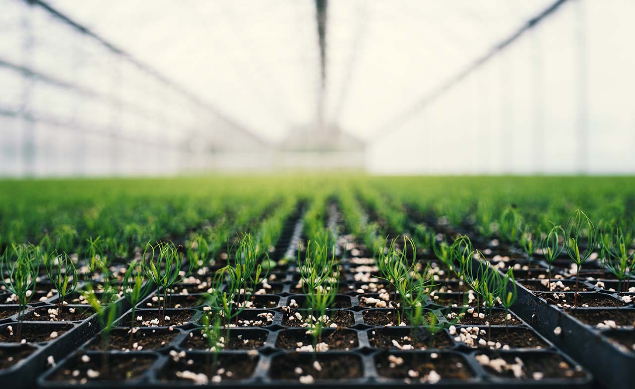 Greenhouse with rows of tree saplings Greenhouse with rows of tree saplings