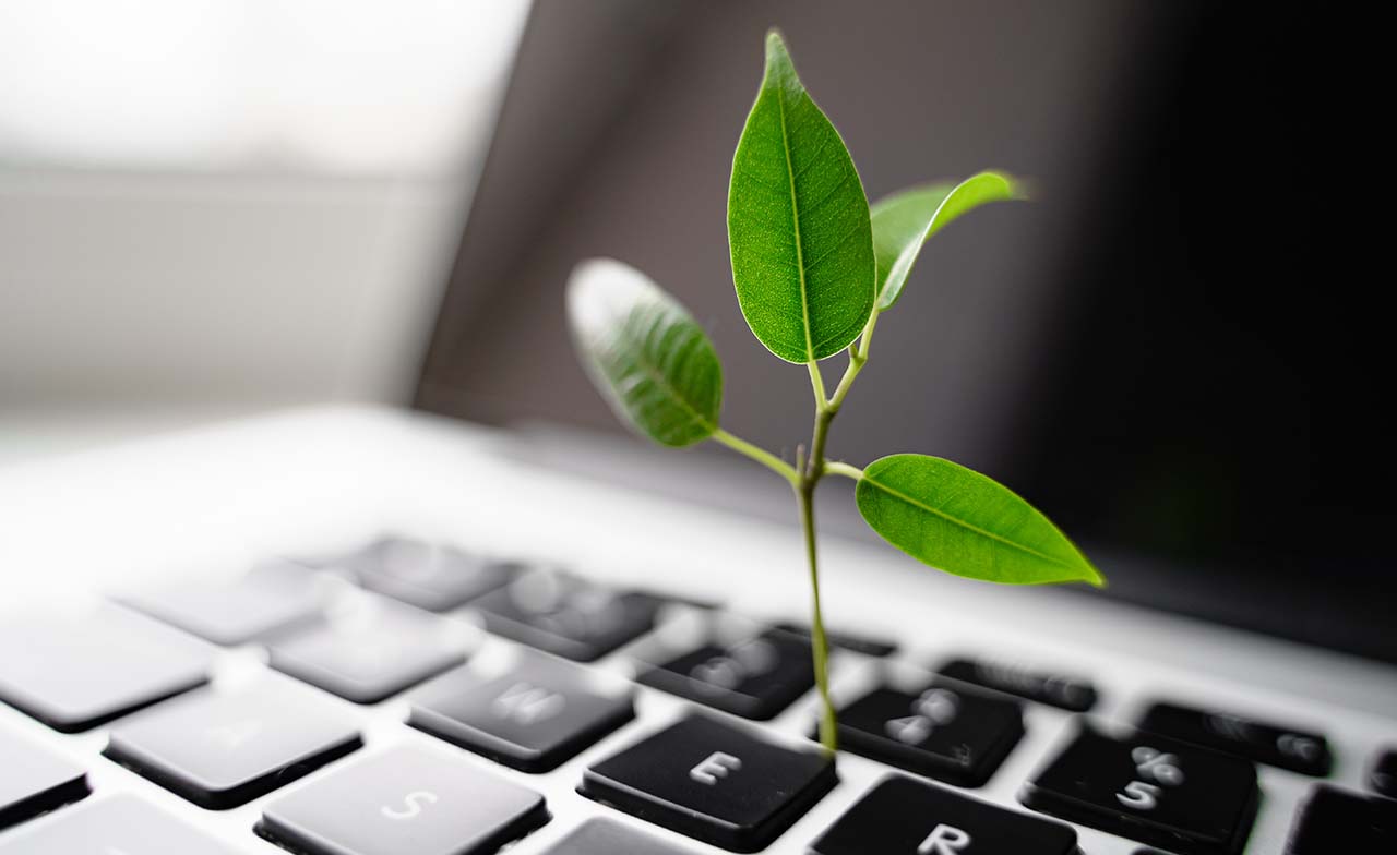 Plant on laptop