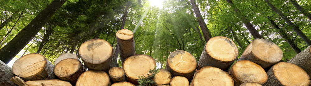 Pile of tree trunks lying on the forest floor