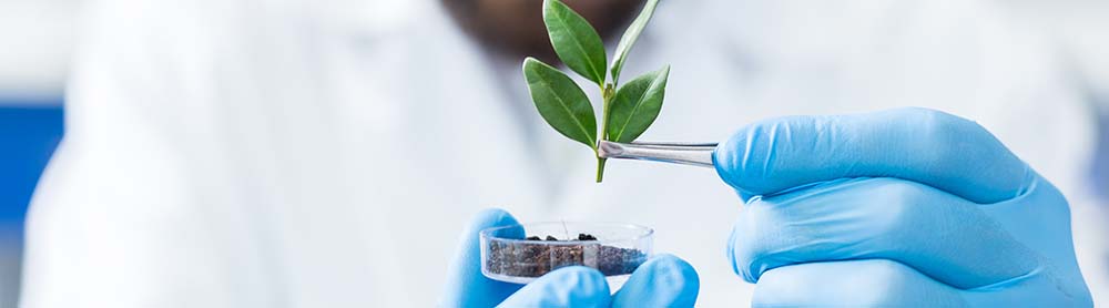 Researcher holding seedling specimen Researcher holding seedling specimen