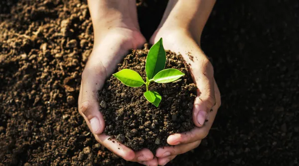 Hands holding sapling
