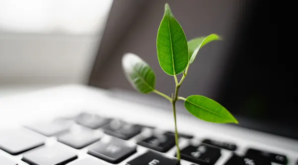 Une plante sur un clavier d'ordinateur