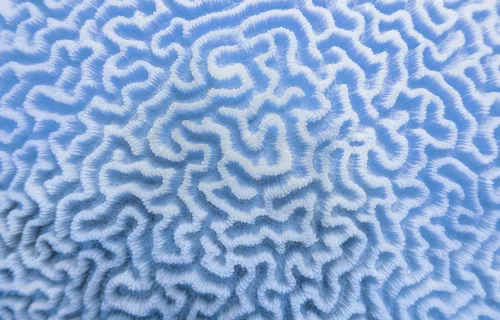 Blue coral abstract image