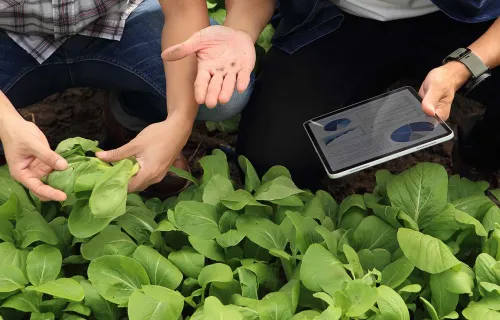 Surveillance des jardins en ligne