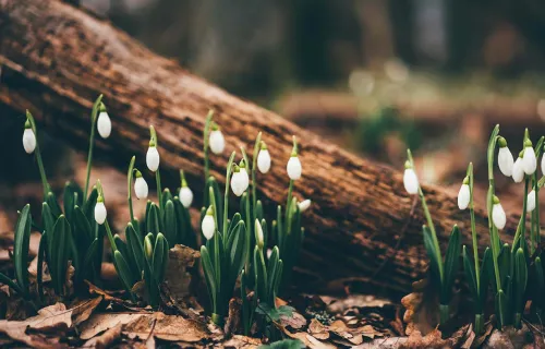 forest flowers