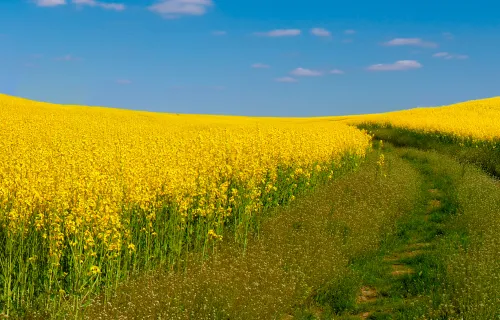 Gelbes Feld mit blauem Himmel