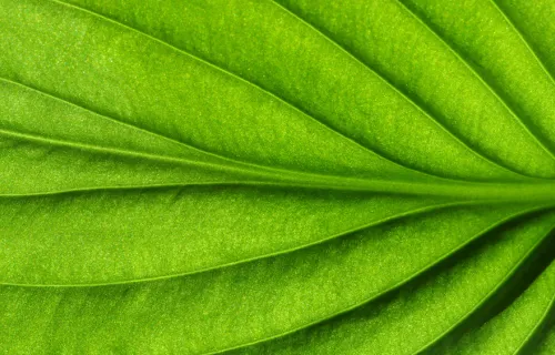 Green leaf