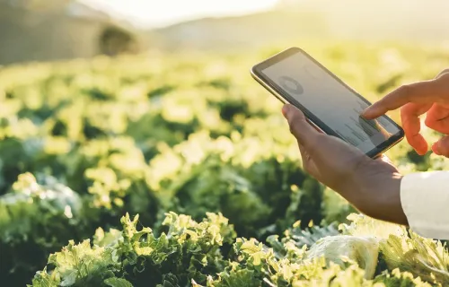 Person with a tablet overlooking a vegetable garden - CGI 2021 CSR Report