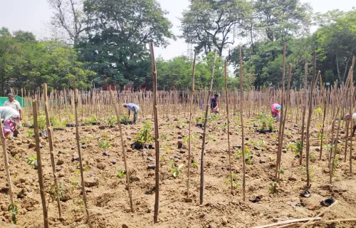 Planting trees