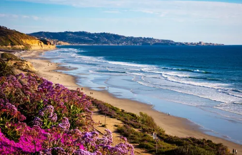 San Diego beach with purple flowers and waves crashing