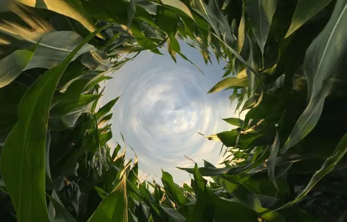 Sky through cornfields