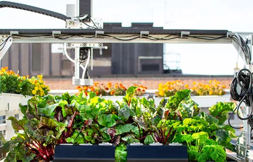 USING TECHNOLOGY TO OPTIMIZE URBAN FARMING