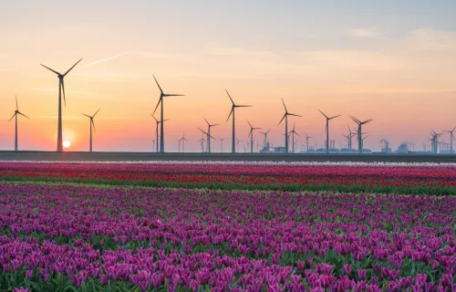Windfarm in field at sunset