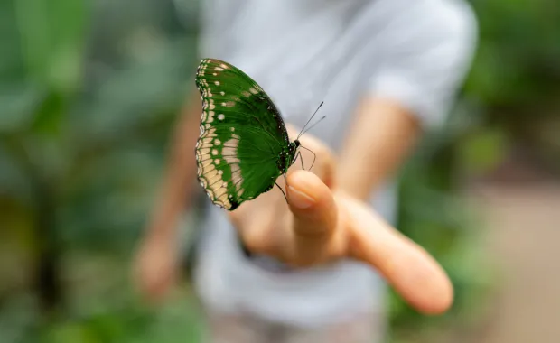 Närbild på ett finger som håller en grön fjäril