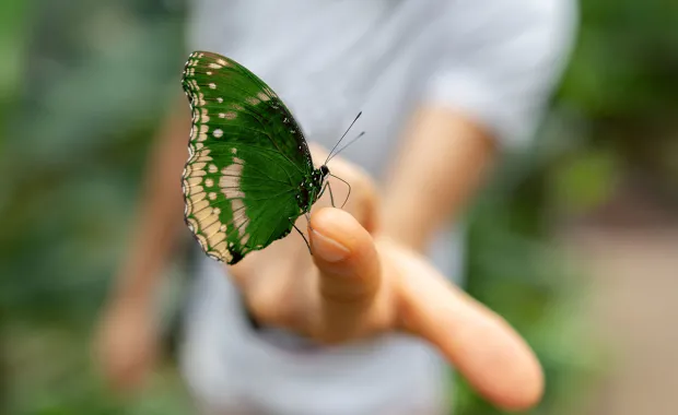 Man holding a green butterfly