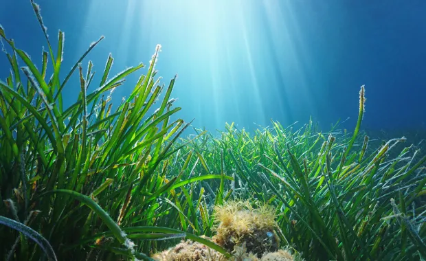 Partnering with Project Seagrass to use space data to reduce CO2