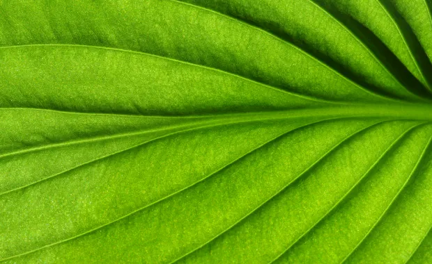 Planter pour l’avenir de notre planète