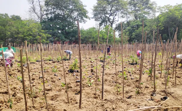 Planting trees