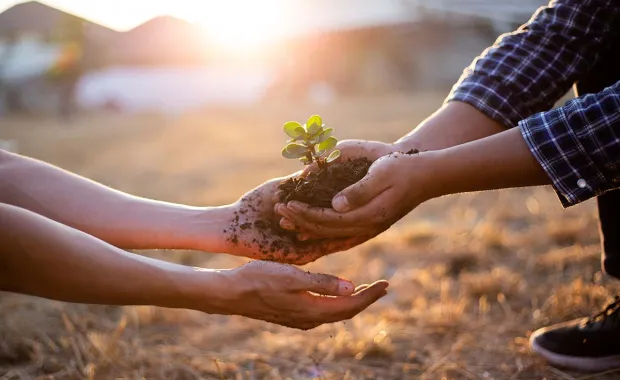 Seedling tree