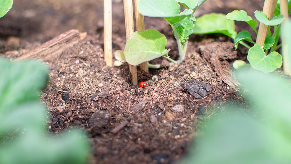 Urban Farming - future cities