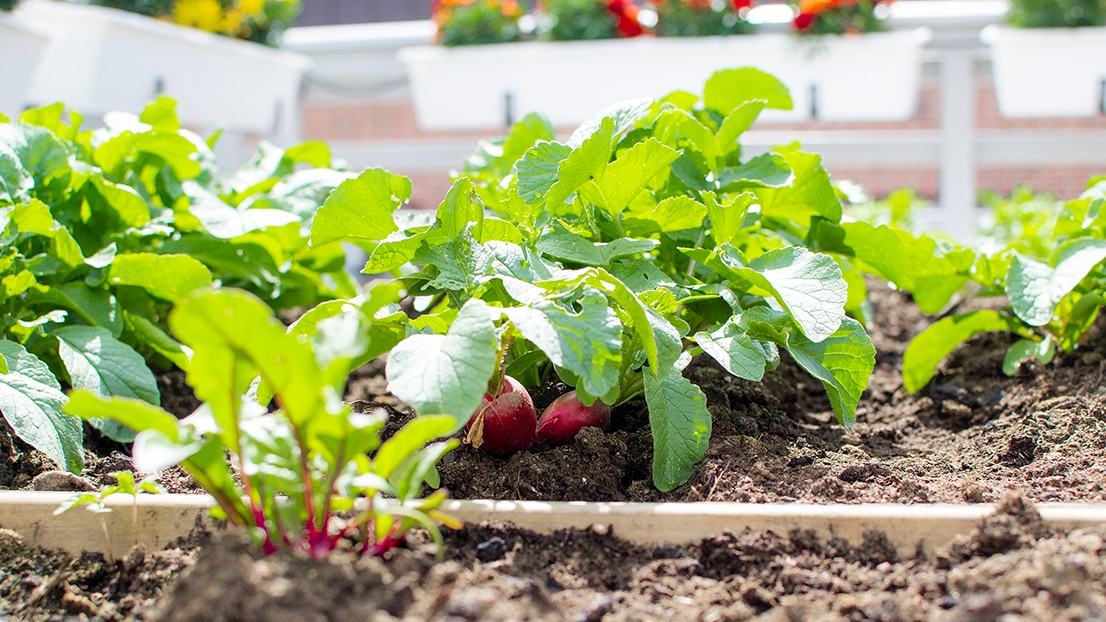 urban farm lab -  smart, future cities and communities