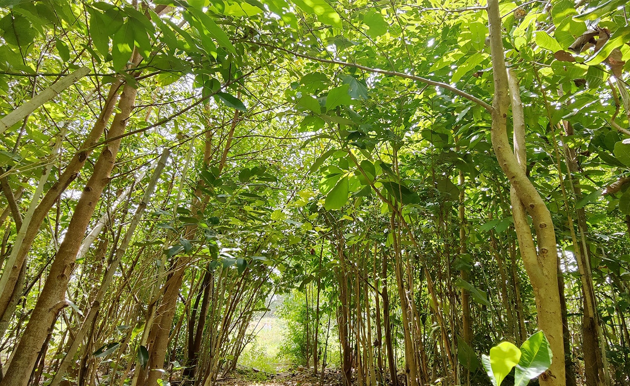 Trees