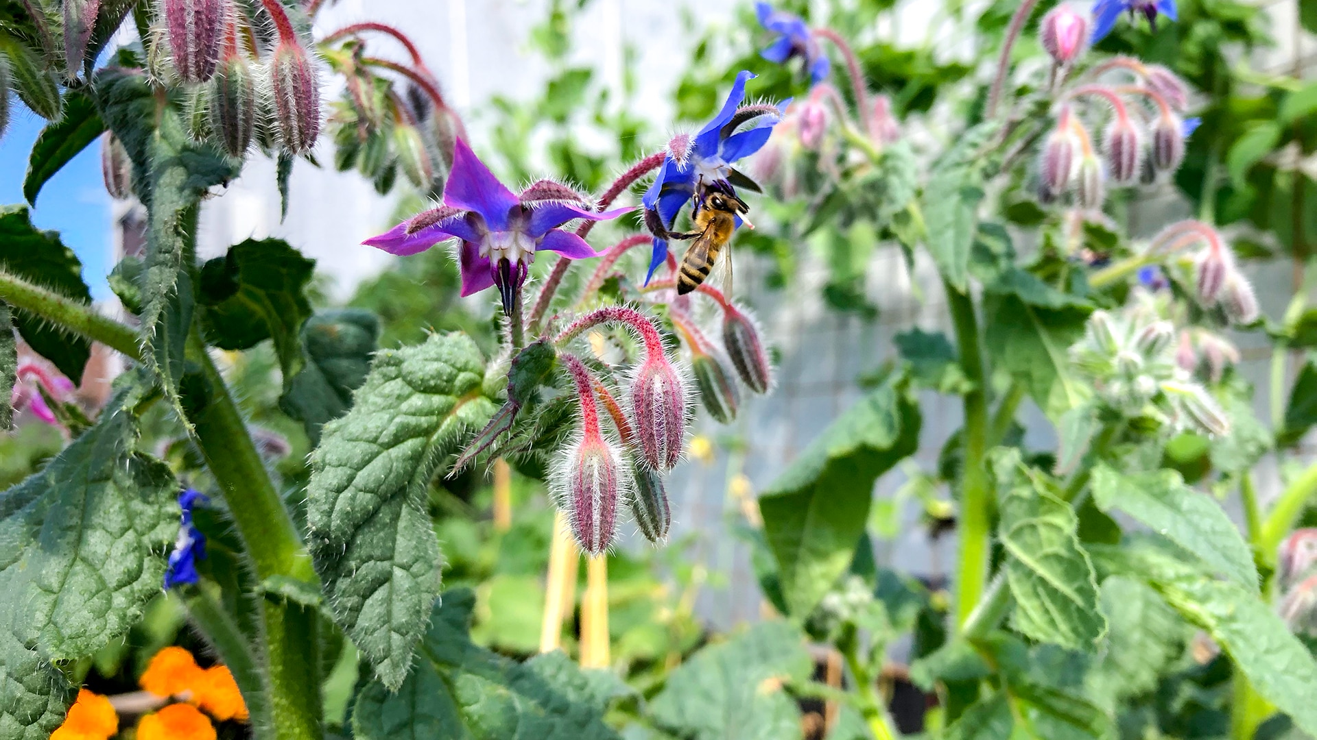 urban farming - internet of things