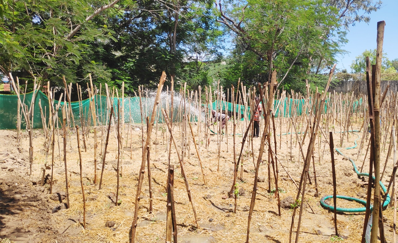Watering planted trees